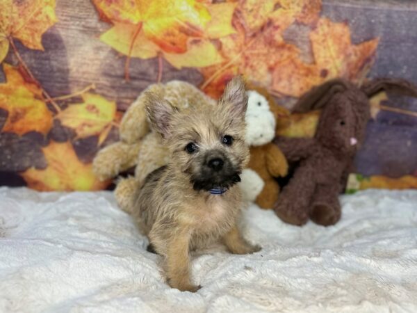 [#27006] Wheaten Male Cairn Terrier Puppies For Sale