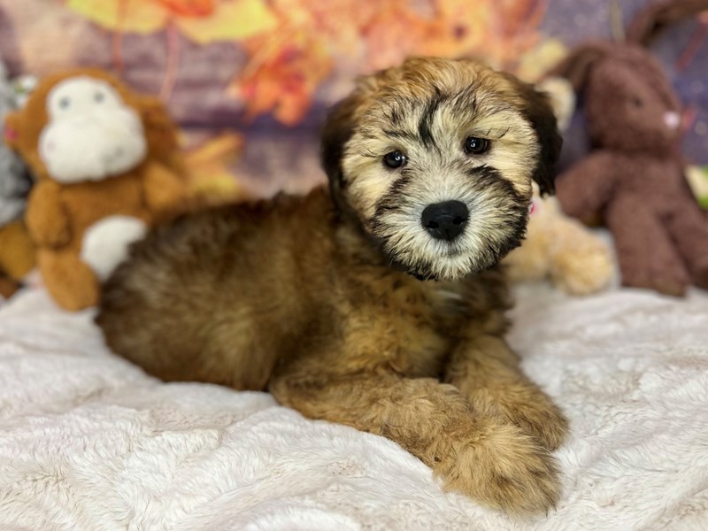 Soft Coated Wheaten Terrier - 27017 Image #1