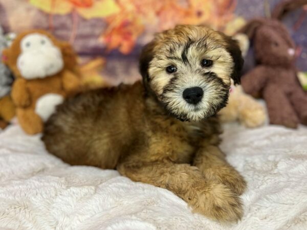 [#27017] Wheaten Female Soft Coated Wheaten Terrier Puppies For Sale