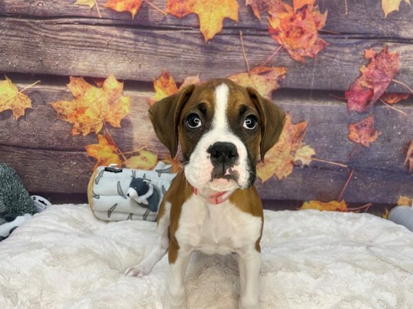 [#27041] Fawn Female Boxer Puppies For Sale