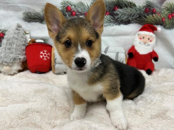 [#27071] Tri-Color Male Pembroke Welsh Corgi Puppies For Sale