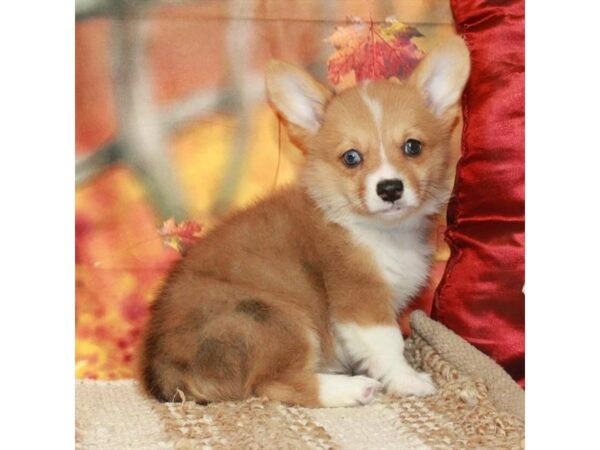[#27086] Red Merle / White Female Pembroke Welsh Corgi Puppies For Sale
