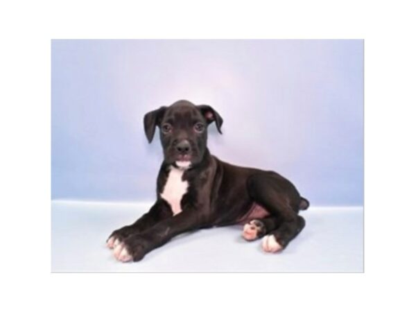 [#27082] Black Male Boxer Puppies For Sale