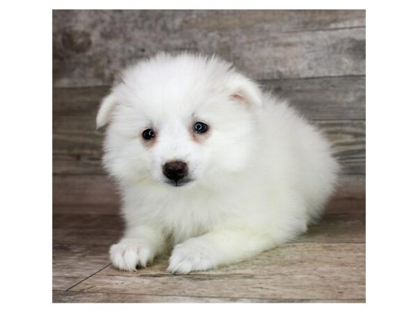 [#27099] White Female American Eskimo Dog Puppies For Sale