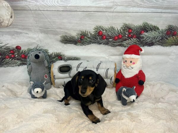 [#27094] Black and Tan Female Dachshund Puppies For Sale