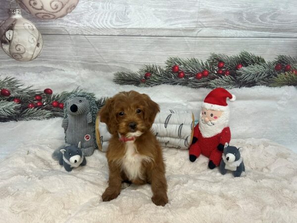 [#27114] Female Cocker Spaniel/Poodle Puppies For Sale