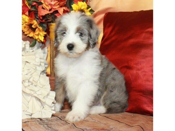 [#27137] Blue Merle / Tan Male Australian Shepherd/Poodle Puppies For Sale