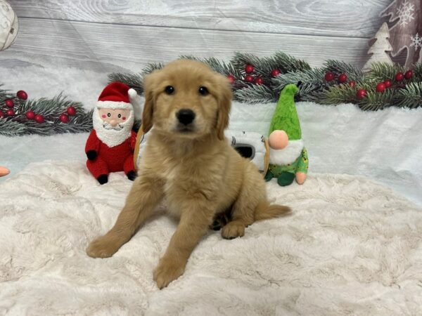 [#27126] Golden Female Golden Retriever Puppies For Sale