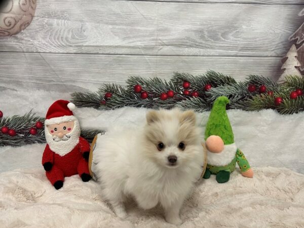 [#27130] White / Cream Male Pomeranian Puppies For Sale