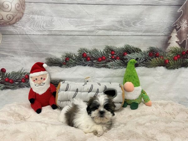 [#27132] White / Gold Male Shih Tzu Puppies For Sale