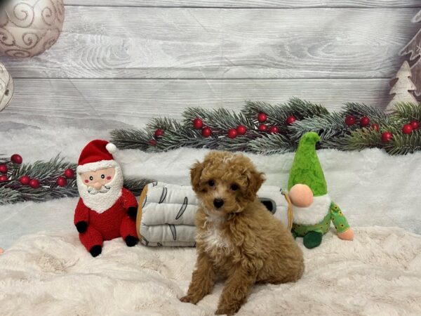 [#27131] Red Male Poodle Puppies For Sale
