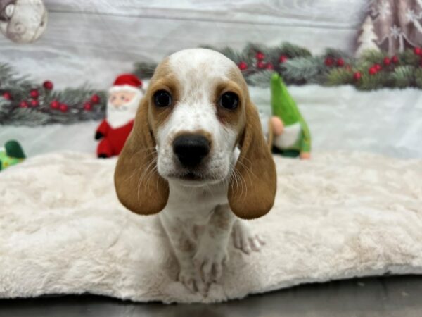 [#27124] Red and White Male Beagle Puppies For Sale