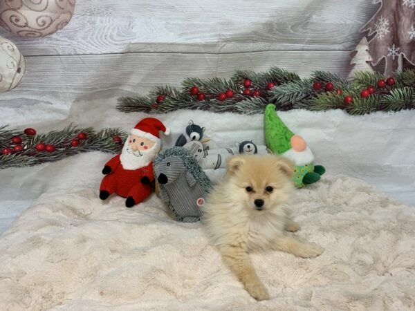 [#27109] Cream Male Pomeranian Puppies For Sale