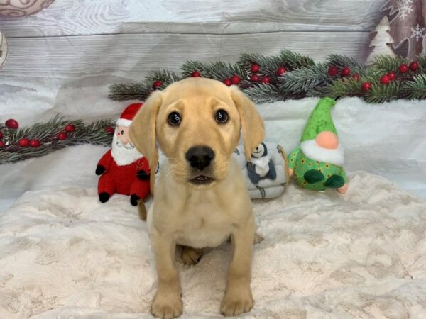 [#27085] Yellow Male Labrador Retriever Puppies For Sale