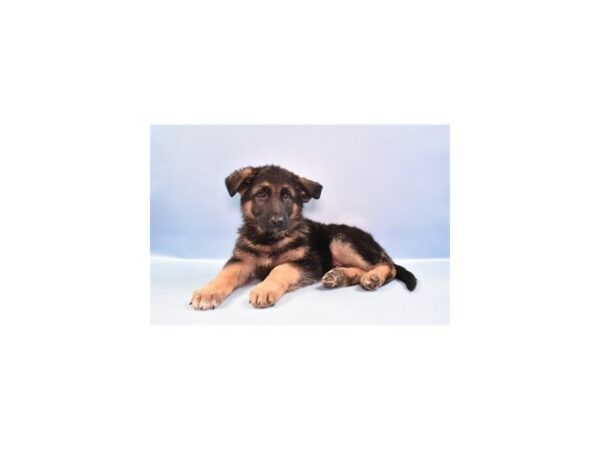 [#27147] Black and Tan Male German Shepherd Dog Puppies For Sale