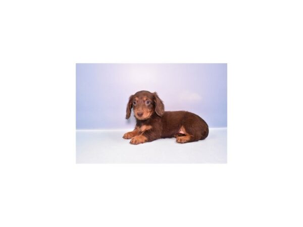 [#27146] Chocolate and Tan Female Dachshund Puppies For Sale