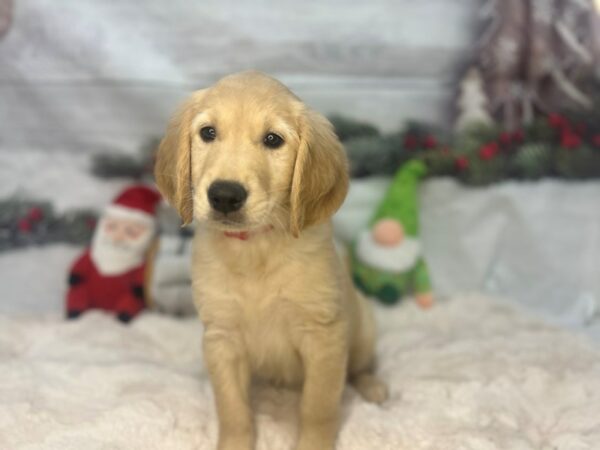 [#27154] Golden Female Golden Retriever Puppies For Sale