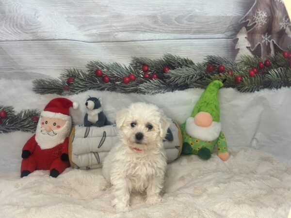 [#27159] White Male Bichon Frise Puppies For Sale