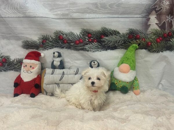 [#27156] White Female Maltese Puppies For Sale