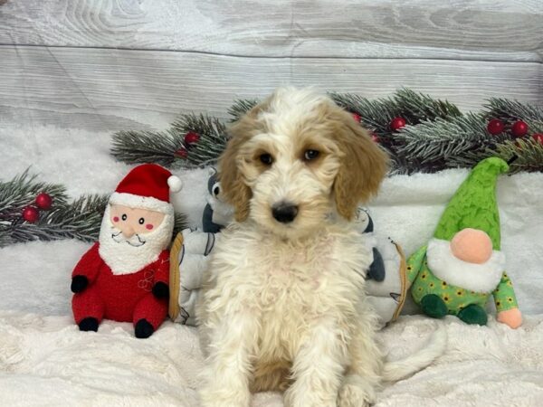 [#27162] Male F1B Goldendoodle Puppies For Sale