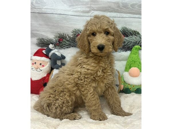 [#27163] Female F1B Goldendoodle Puppies For Sale