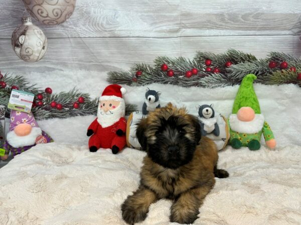 [#27150] Wheaten Male Soft Coated Wheaten Terrier Puppies For Sale