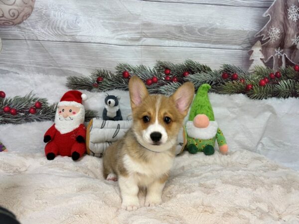 [#27149] Sable Male Pembroke Welsh Corgi Puppies For Sale