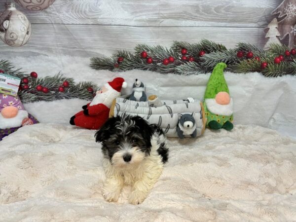 [#27148] Black and Tan Male Havanese Puppies For Sale