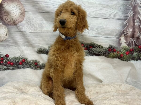 [#27161] Golden Male F1B Goldendoodle Puppies For Sale