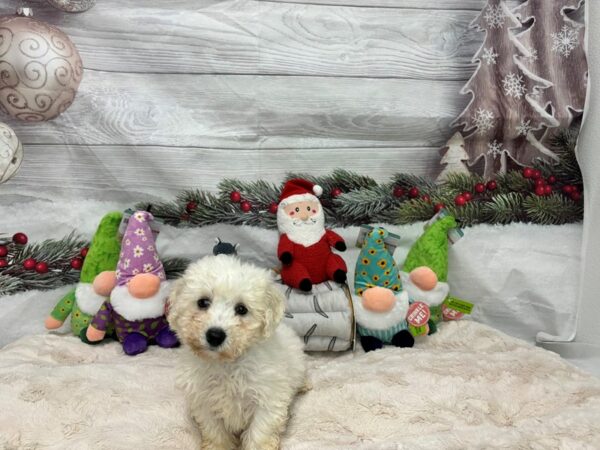 [#27184] White Male Bichon Frise Puppies For Sale