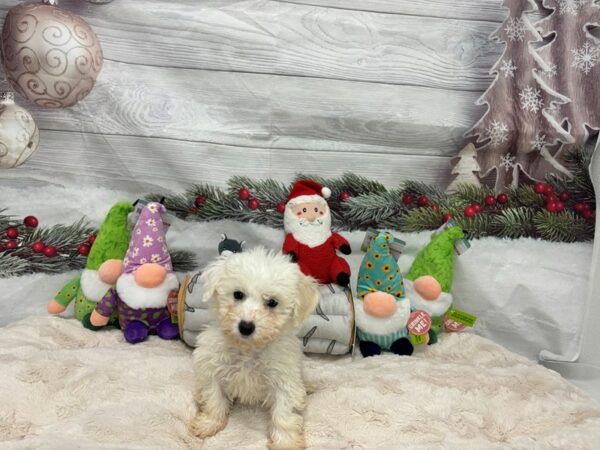 [#27183] White Female Bichon Frise Puppies For Sale
