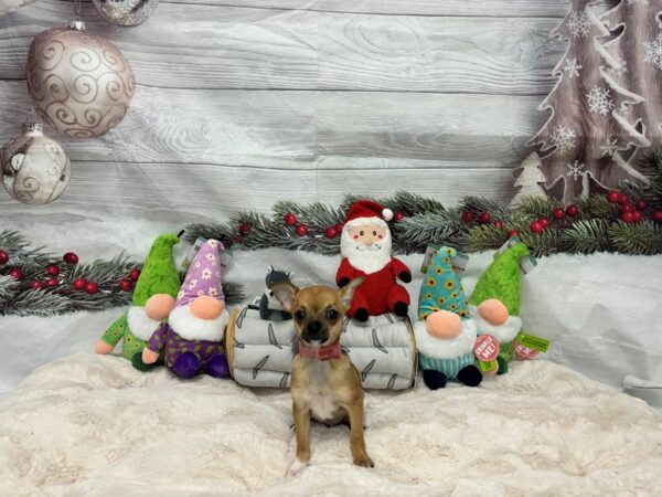 [#27178] Black Sabled Fawn Male Chihuahua Puppies For Sale