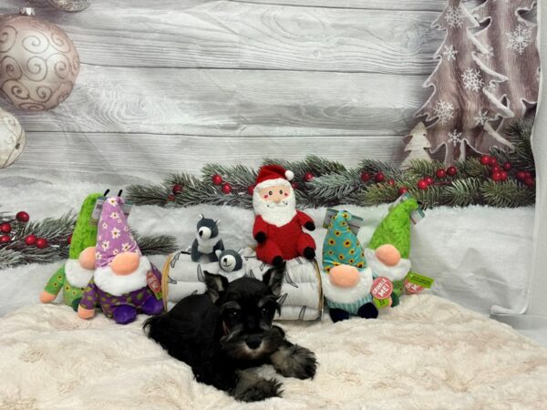 [#27174] Black and Silver Male Miniature Schnauzer Puppies For Sale