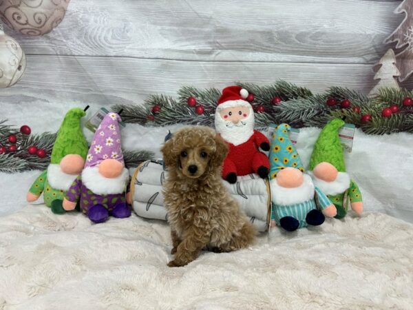 [#27192] Apricot Female Poodle Puppies For Sale