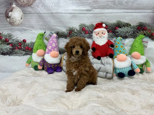 [#27191] Red Female Poodle Puppies For Sale