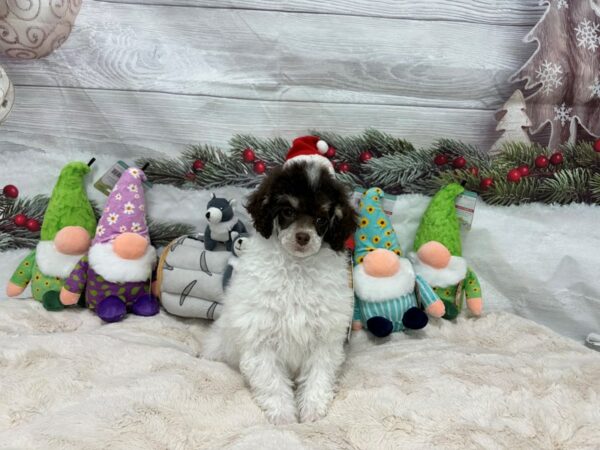 [#27190] Chocolate / Tan Female Poodle Puppies For Sale
