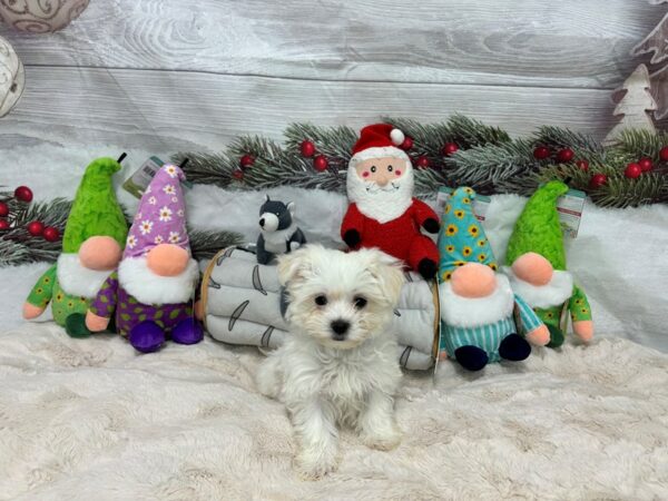 [#27189] White Male Maltese Puppies For Sale