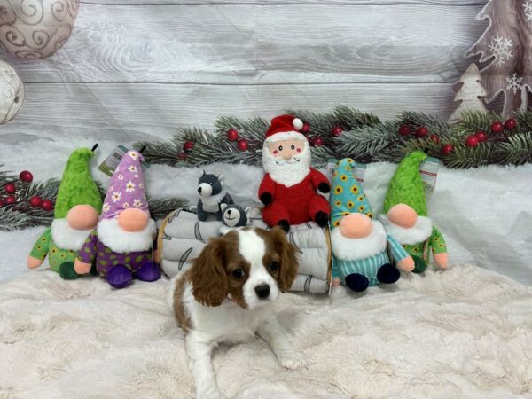 [#27186] Blenheim / White Female Cavalier King Charles Spaniel Puppies For Sale