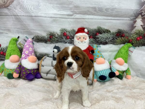 [#27177] Blenheim Female Cavalier King Charles Spaniel Puppies For Sale