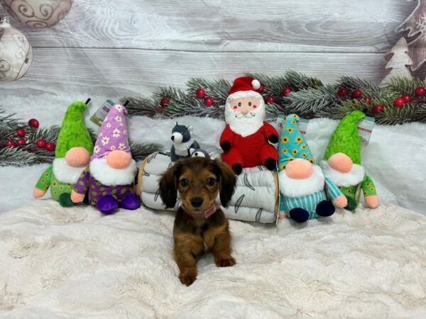 [#27176] Red Female Dachshund Puppies For Sale