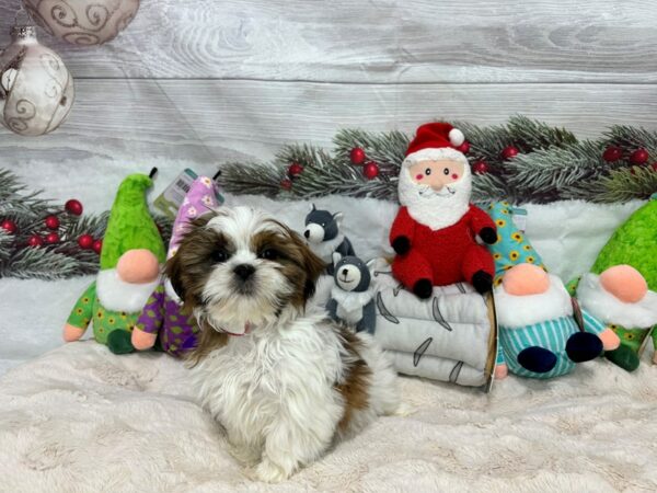 [#27173] Gold and White Female Shih Tzu Puppies For Sale