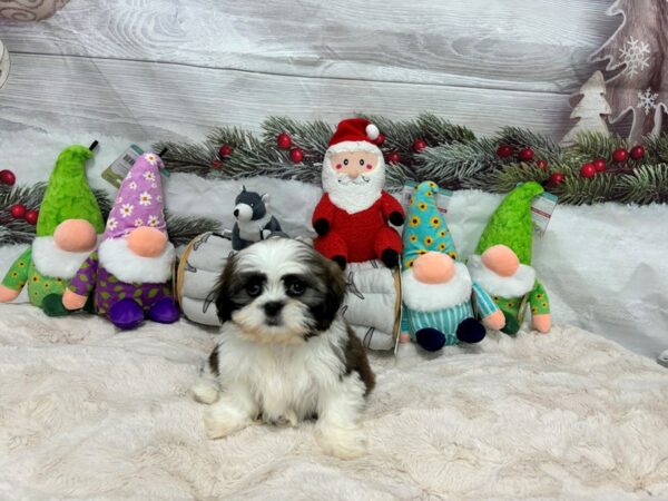[#27172] Gold and White Male Shih Tzu Puppies For Sale