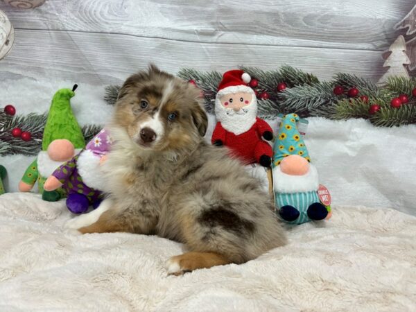 [#27170] Red Merle Male Australian Shepherd Puppies For Sale
