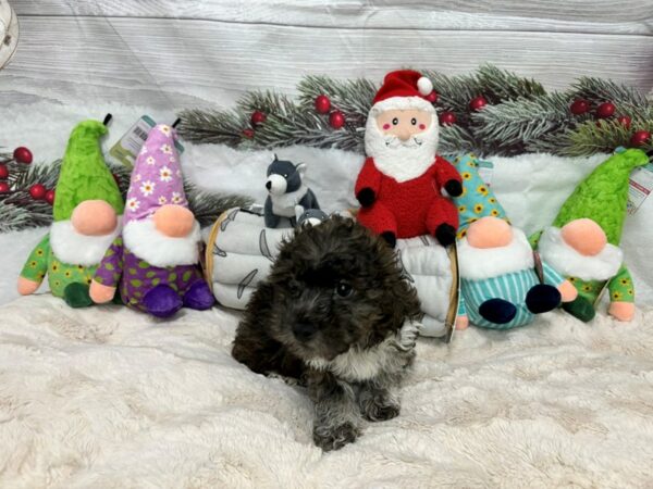 [#27167] Brindle Male Bichon Frise/Shih Tzu Puppies For Sale