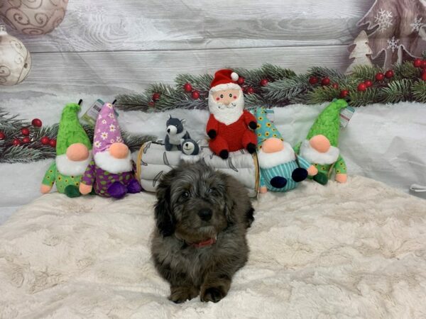 [#27164] Merle Female F1B Mini Goldendoodle Puppies For Sale