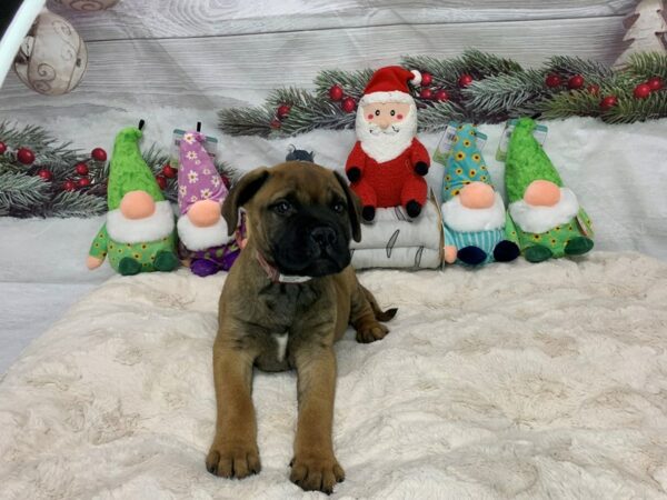 [#27181] Fawn Male Bullmastiff Puppies For Sale