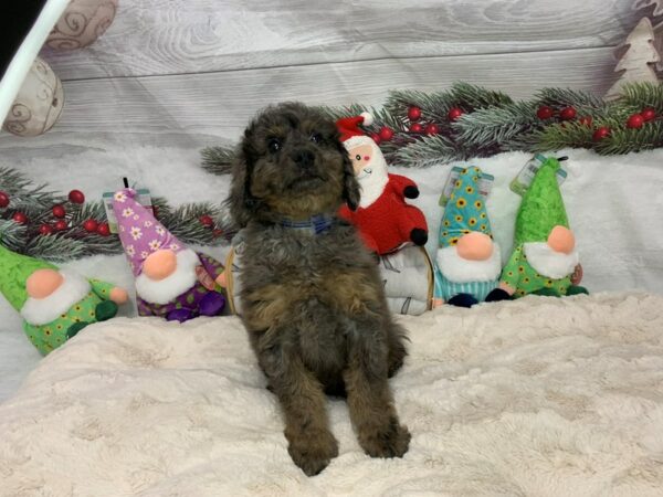 [#27165] Merle Male F1B Mini Goldendoodle Puppies For Sale