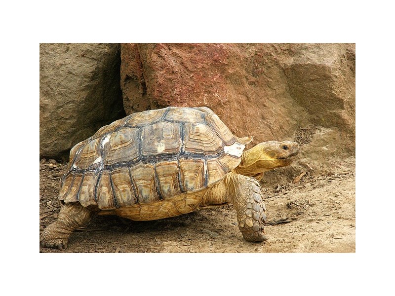 Petland tortoise sale