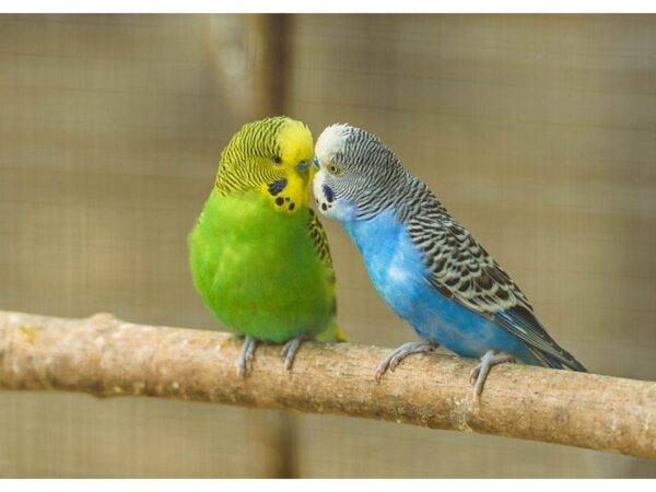 [#11] Assorted Fancy and Hand Tamed Parakeets Birds For Sale