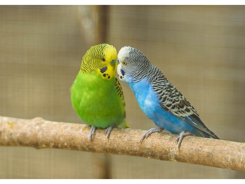 Assorted Fancy and Hand Tamed Parakeets - 11 Image #1